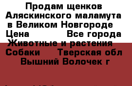Продам щенков Аляскинского маламута в Великом Новгороде › Цена ­ 5 000 - Все города Животные и растения » Собаки   . Тверская обл.,Вышний Волочек г.